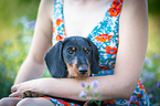 Dachshund with a female