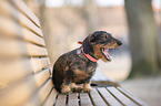sitting Dachshund