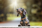 wire-haired Dachshund