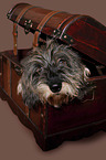 wire-haired dachshund in chest