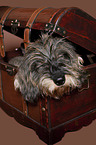 wire-haired dachshund in chest