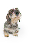 wire-haired dachshund in front of white background