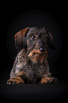 lying wirehaired Dachshund