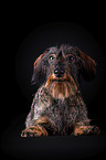 sitting wirehaired Dachshund