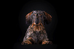 lying wirehaired Dachshund