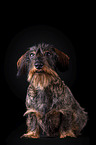 sitting wirehaired Dachshund