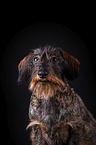 wirehaired Dachshund Portrait