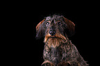 wirehaired Dachshund Portrait