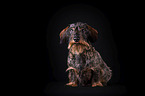 sitting wirehaired Dachshund