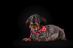 lying wirehaired Dachshund
