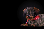 lying wirehaired Dachshund