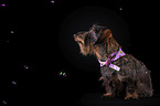 sitting wirehaired Dachshund
