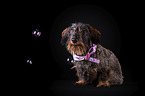 sitting wirehaired Dachshund