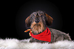 lying wirehaired Dachshund