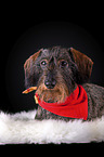 lying wirehaired Dachshund