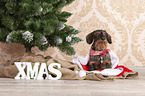 sitting wirehaired Dachshund