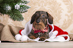 lying wirehaired Dachshund