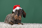lying wirehaired Dachshund