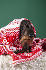 wirehaired Dachshund