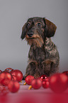 sitting wirehaired Dachshund