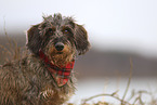 wire-haired Dachshund portrait