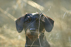 wire-haired Dachshund portrait