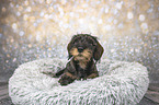 lying wirehaired Dachshunds Puppy