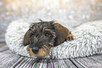 lying wirehaired Dachshunds Puppy