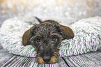 lying wirehaired Dachshunds Puppy