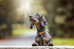 wirehaired Dachshunds