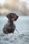 sitting wire-haired Dachshund