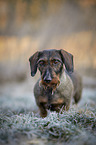 wire-haired Dachshund