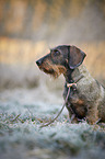sitting wire-haired Dachshund