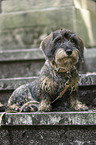 female wirehaired Dachshund