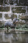 female wirehaired Dachshund