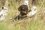 wirehaired Dachshund at the meadow
