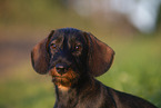 wirehaired Dachshund