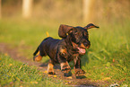 wirehaired Dachshund