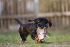 wirehaired Dachshund