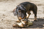 wirehaired Dachshund