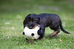 wirehaired Dachshund