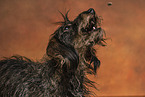 wirehaired Dachshund
