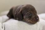 wirehaired Dachshund Puppy