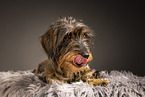 adult wirehaired Dachshund