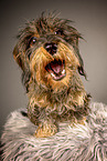 adult wirehaired Dachshund