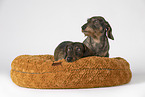 wirehaired Dachshunds