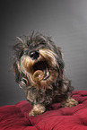 wirehaired Dachshund