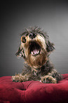 wirehaired Dachshund