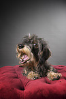 wirehaired Dachshund