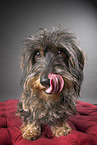 wirehaired Dachshund